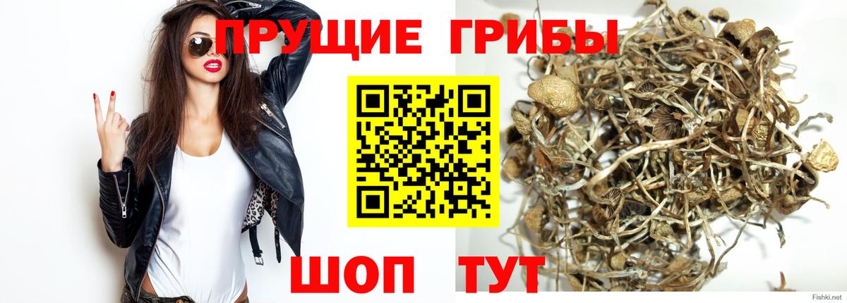 Псилоцибиновые грибы GOLDEN TEACHER Топки